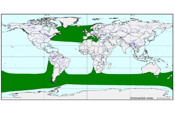 Verbreitungskarte von Globicephala melas