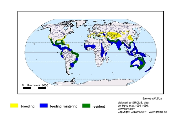 Verbreitungskarte von Sterna nilotica