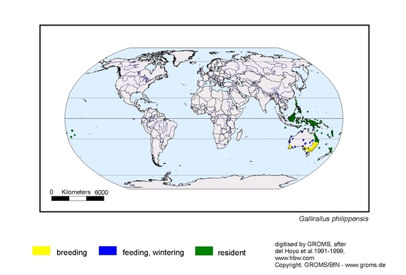 Verbreitungskarte von Gallirallus philippensis