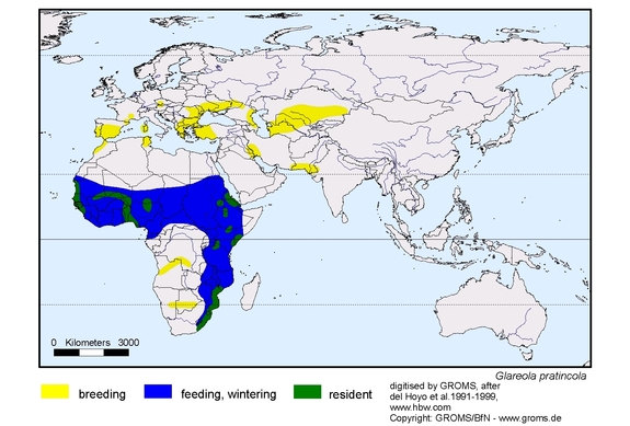 Verbreitungskarte von Glareola pratincola
