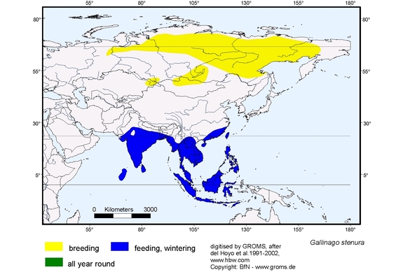 Verbreitungskarte von Gallinago stenura
