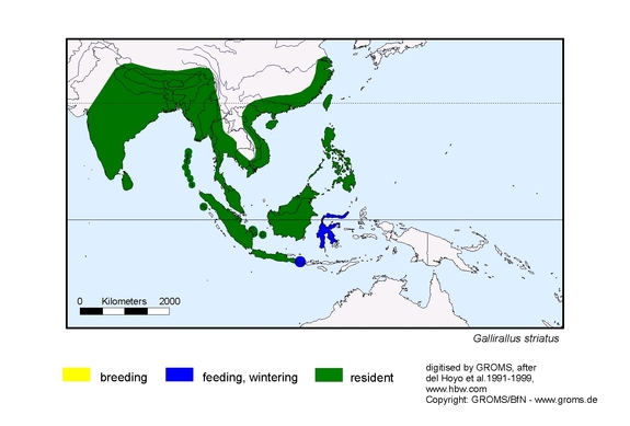 Verbreitungskarte von Gallirallus striatus