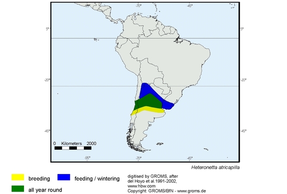 Verbreitungskarte von Heteronetta atricapilla
