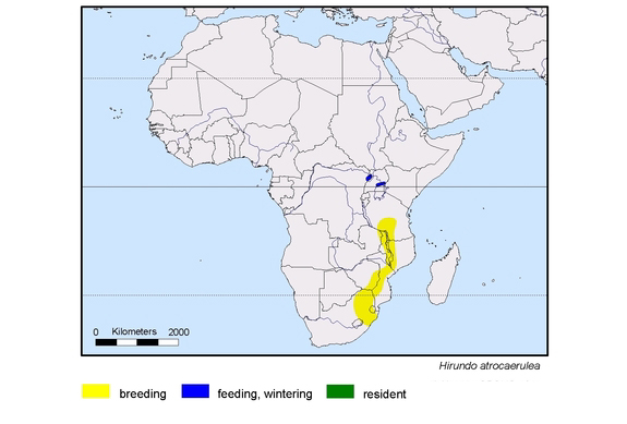 Verbreitungskarte von Hirundo atrocaerulea