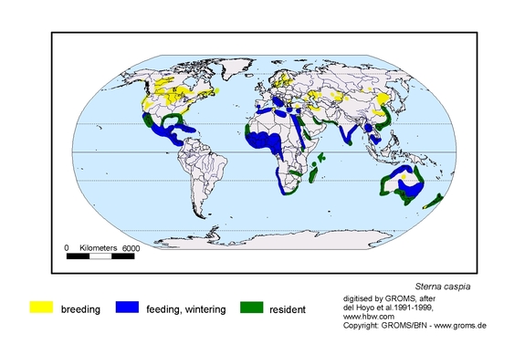 Verbreitungskarte von Sterna caspia