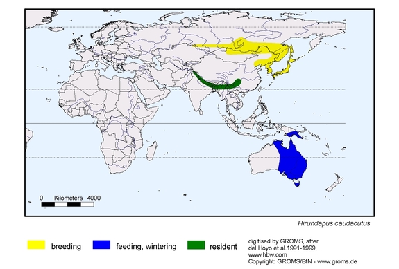 Verbreitungskarte von Hirundapus caudacutus