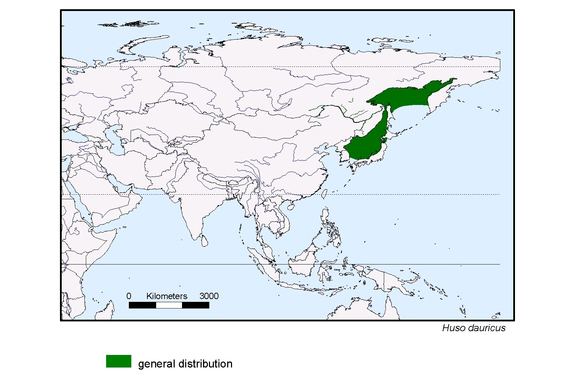 Verbreitungskarte von Huso dauricus