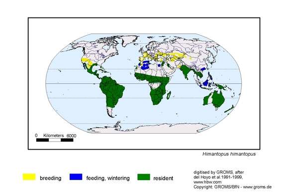 Verbreitungskarte von Himantopus himantopus