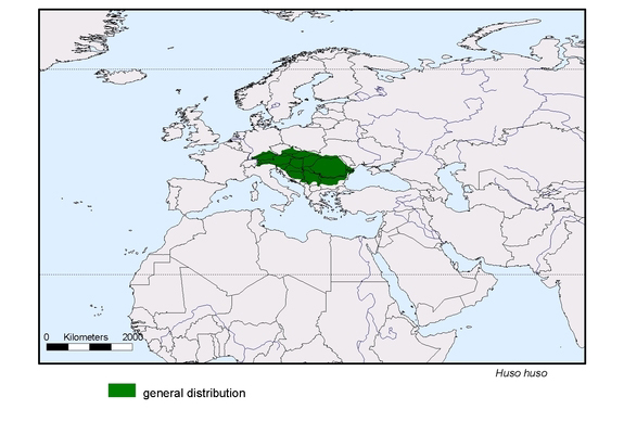 Verbreitungskarte von Huso huso