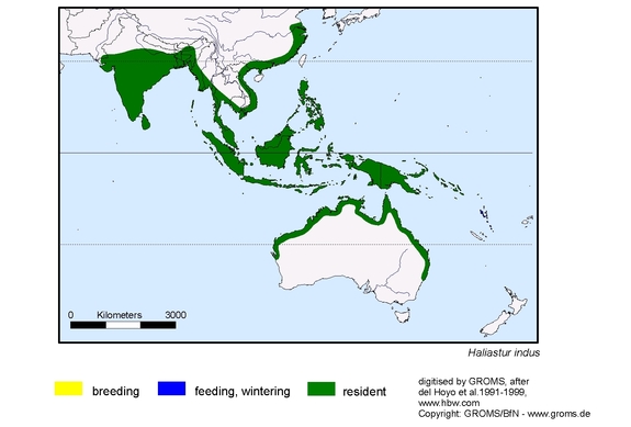 Verbreitungskarte von Haliastur indus