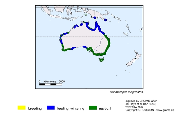 Verbreitungskarte von Haematopus longirostris