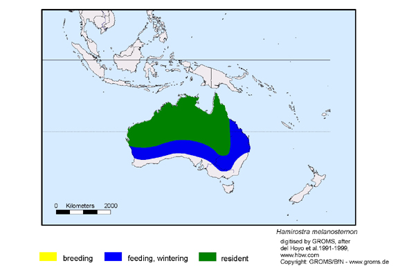 Verbreitungskarte von Hamirostra melanosternon