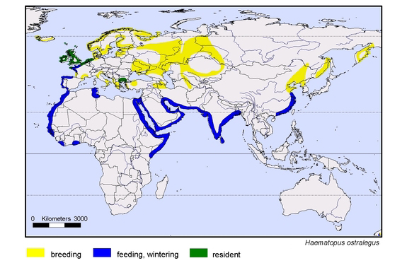 Verbreitungskarte von Haematopus ostralegus