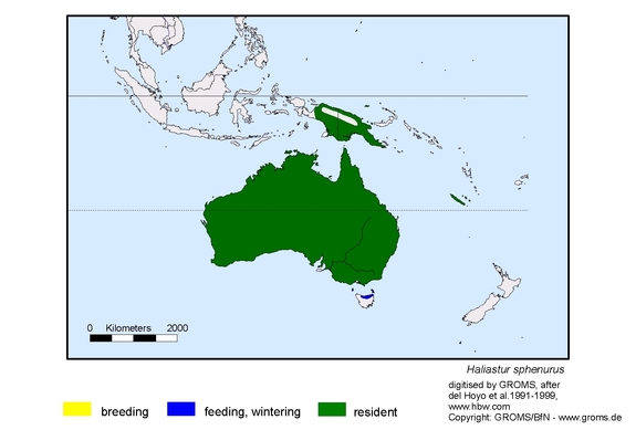 Verbreitungskarte von Haliastur sphenurus