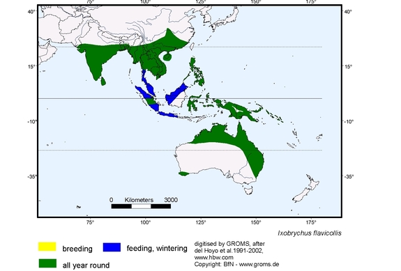 Verbreitungskarte von Ixobrychus flavicollis