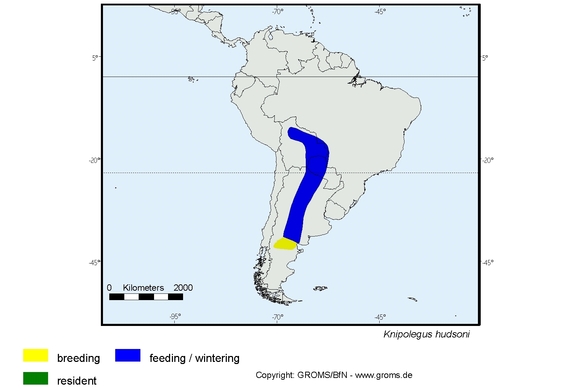 Verbreitungskarte von Knipolegus hudsoni