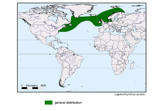 Verbreitungskarte von Lagenorhynchus acutus