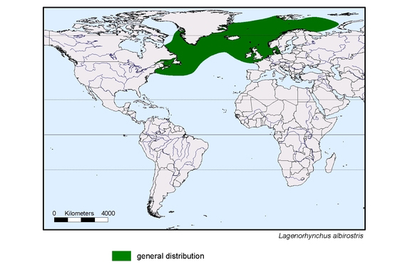 Verbreitungskarte von Lagenorhynchus albirostris