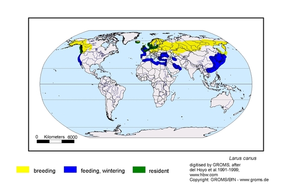 Verbreitungskarte von Larus canus