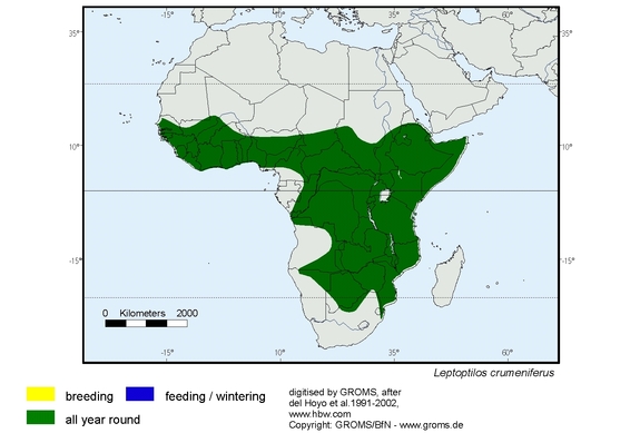 Verbreitungskarte von Leptoptilos crumeniferus