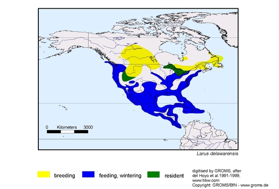 Verbreitungskarte von Larus delawarensis