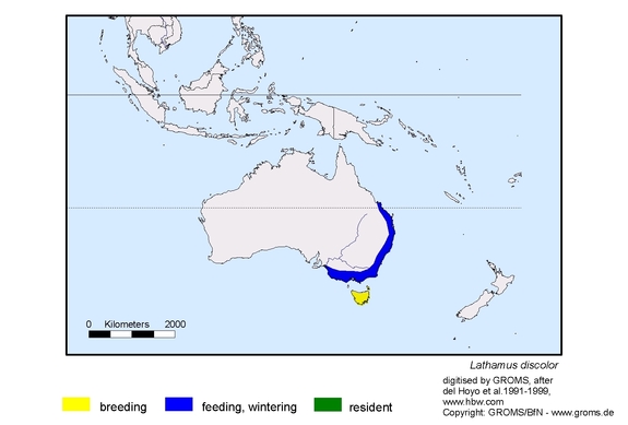 Verbreitungskarte von Lathamus discolor