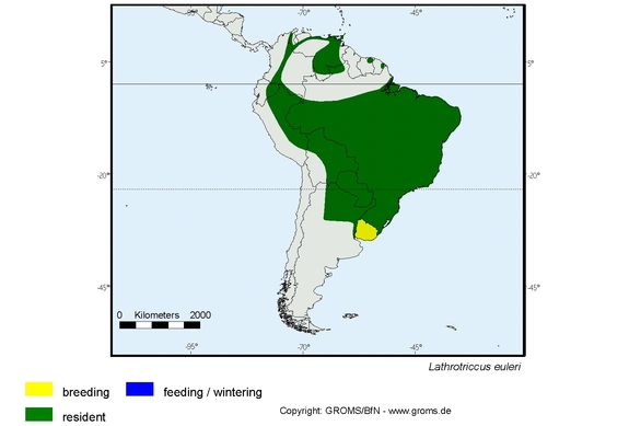 Verbreitungskarte von Lathrotriccus euleri