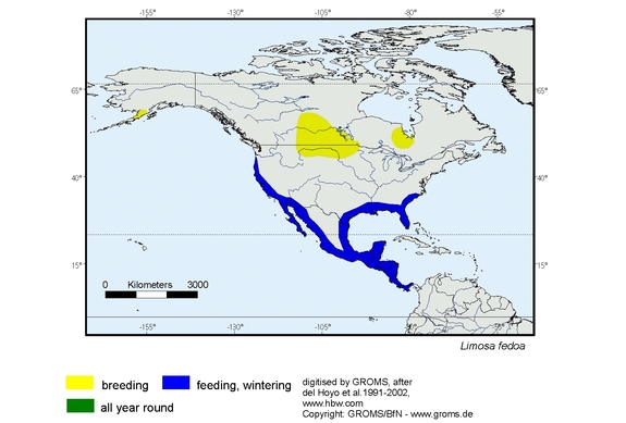 Verbreitungskarte von Limosa fedoa