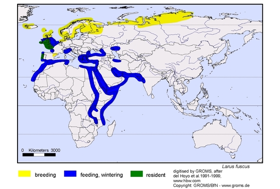 Verbreitungskarte von Larus fuscus