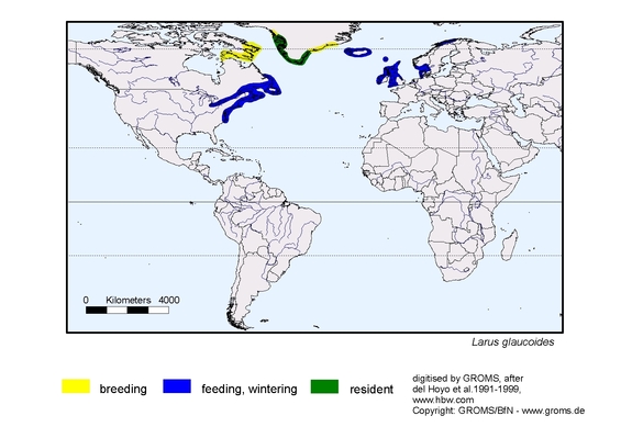 Verbreitungskarte von Larus glaucoides