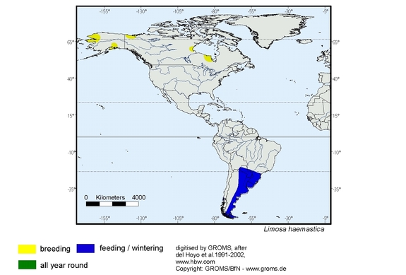 Verbreitungskarte von Limosa haemastica