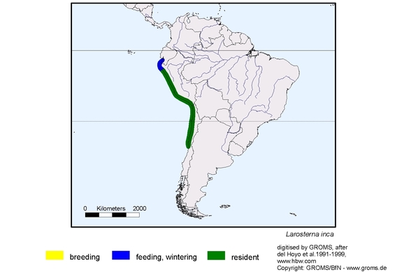 Verbreitungskarte von Larosterna inca