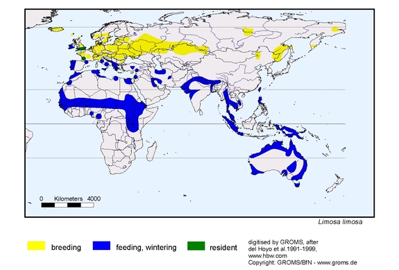 Verbreitungskarte von Limosa limosa