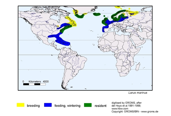 Verbreitungskarte von Larus marinus