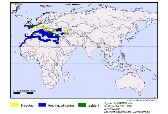 Verbreitungskarte von Larus melanocephalus