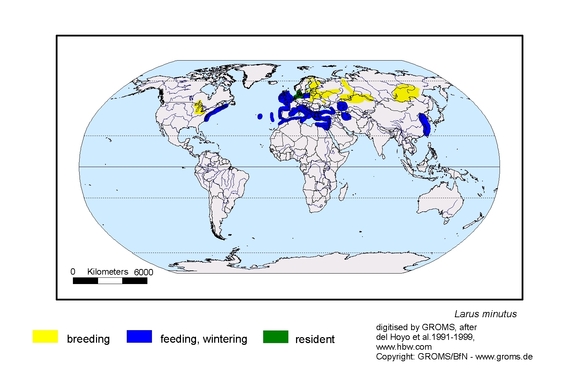 Verbreitungskarte von Larus minutus