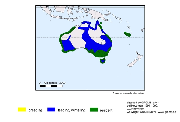 Verbreitungskarte von Larus novaehollandiae