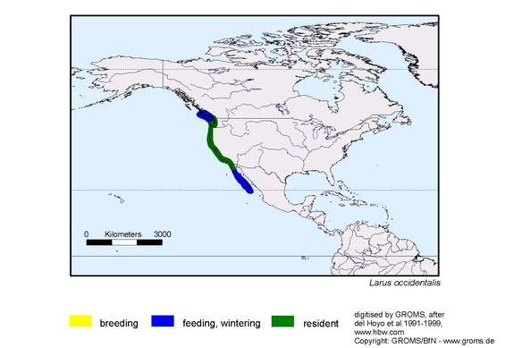 Verbreitungskarte von Larus occidentalis