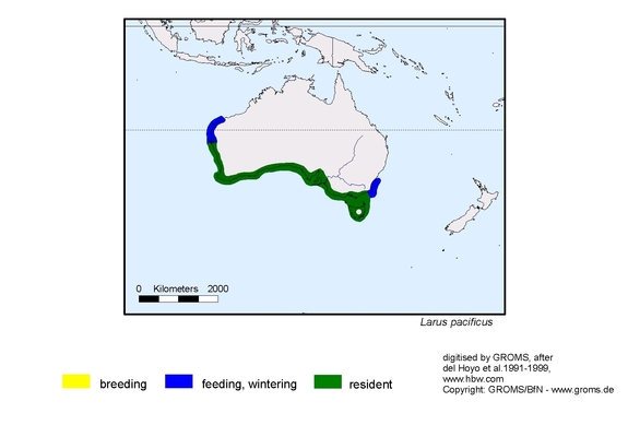 Verbreitungskarte von Larus pacificus