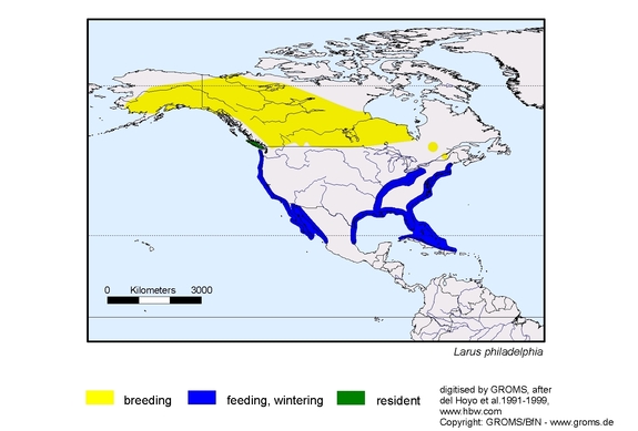 Verbreitungskarte von Larus philadelphia