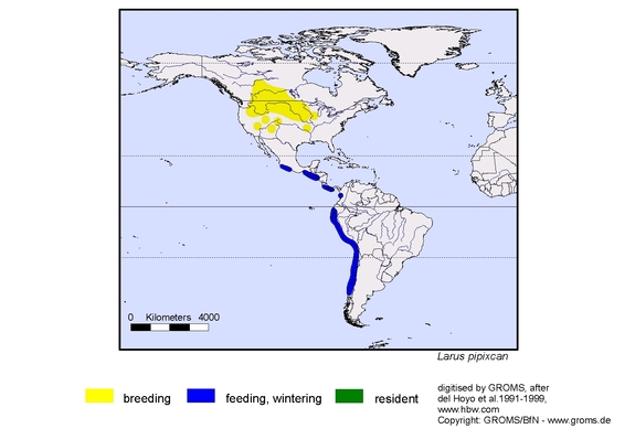 Verbreitungskarte von Larus pipixcan