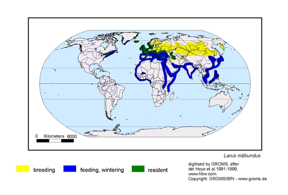 Verbreitungskarte von Larus ridibundus