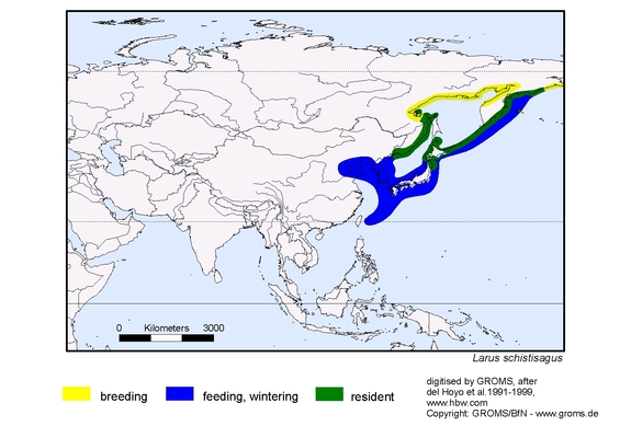 Verbreitungskarte von Larus schistisagus
