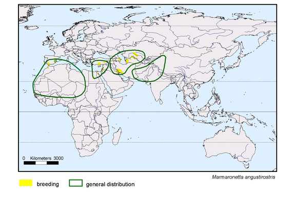 Verbreitungskarte von Marmaronetta angustirostris