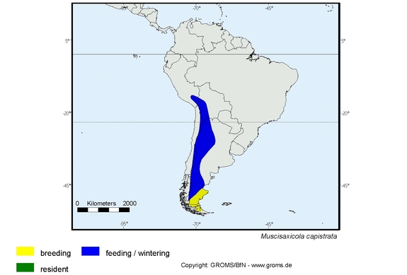 Verbreitungskarte von Muscisaxicola capistrata