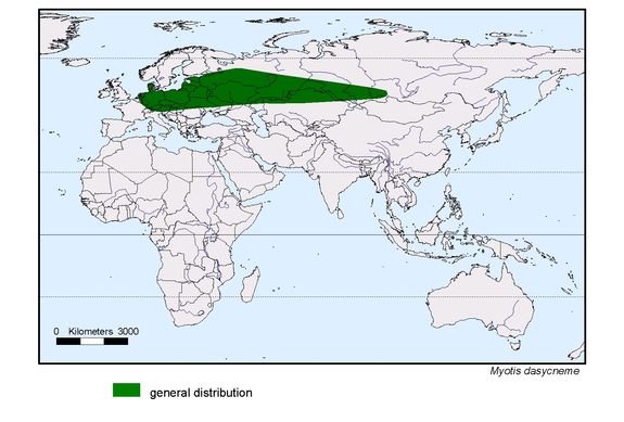 Verbreitungskarte von Myotis dasycneme