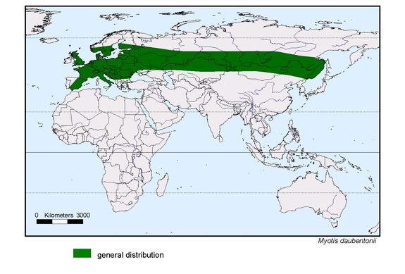 Verbreitungskarte von Myotis daubentonii