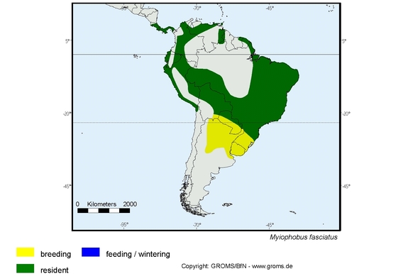 Verbreitungskarte von Myiophobus fasciatus