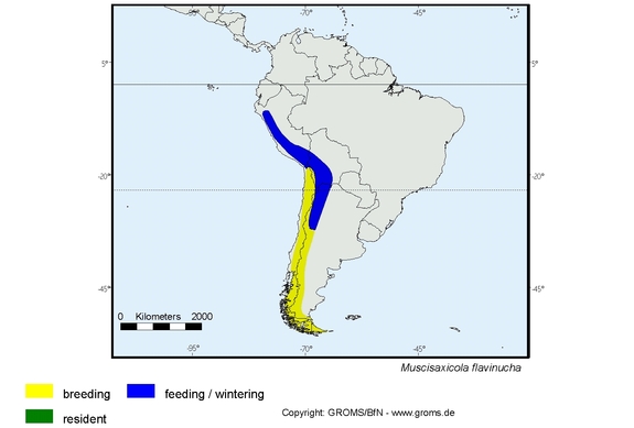 Verbreitungskarte von Muscisaxicola flavinucha