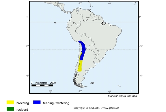 Verbreitungskarte von Muscisaxicola frontalis